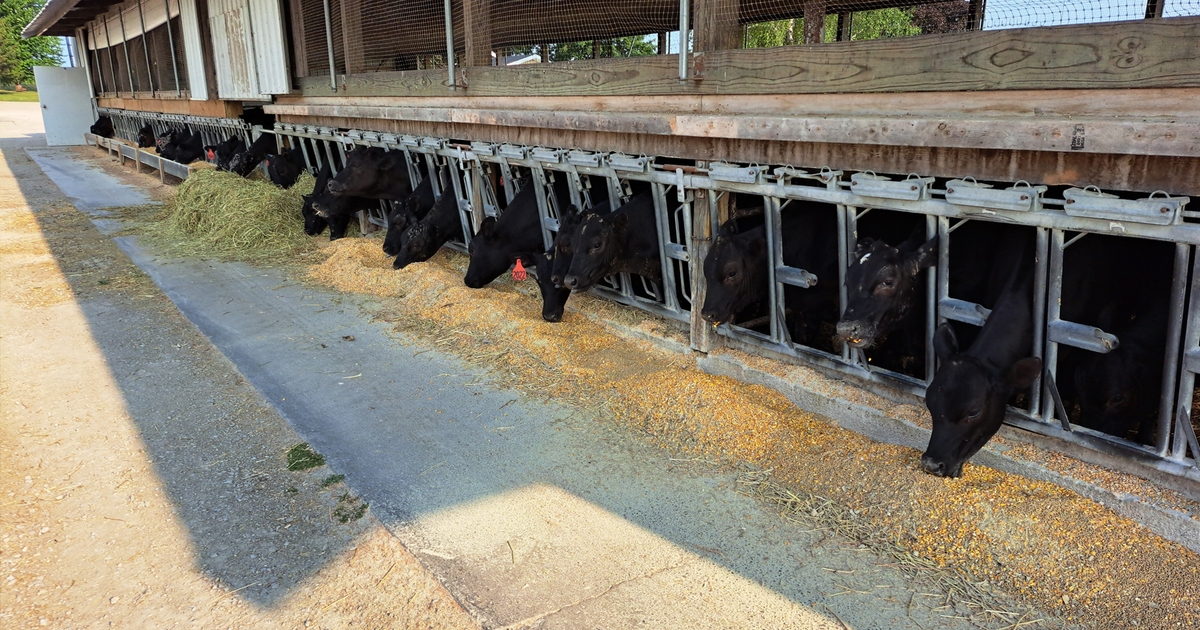 New price signals could reshape cow culling pattern