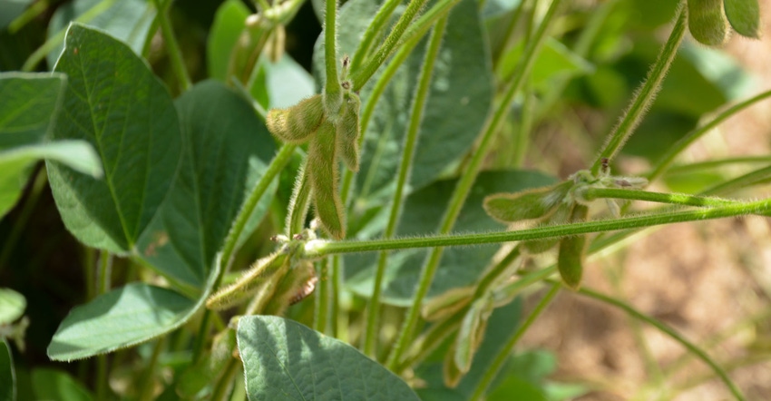 Soybean crop close up