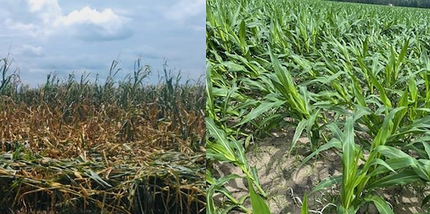 de-elsa-fla-corn-damage-combined.jpg de-elsa-fla-corn-damage-combined.jpg