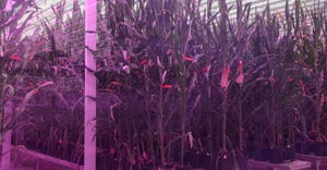Corn growing under greenhouse lighting at the Nampa, Idaho facility