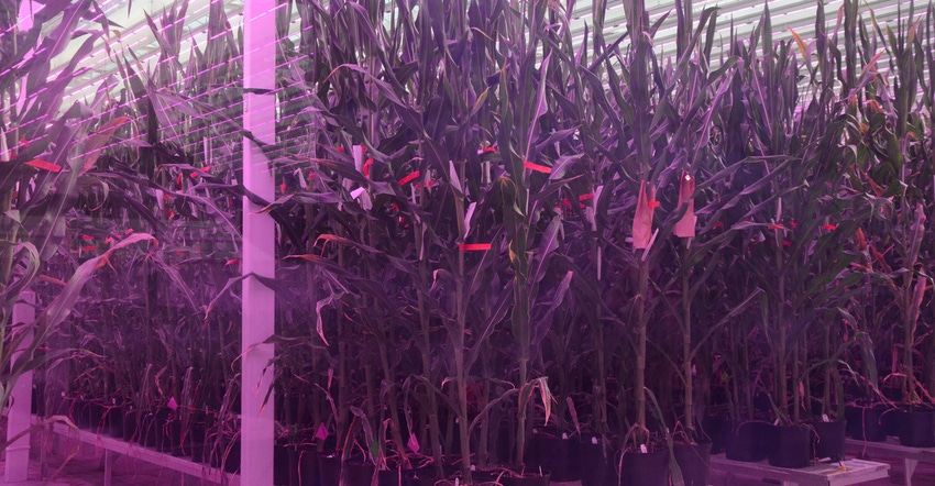 Corn growing under greenhouse lighting at the Nampa, Idaho facility