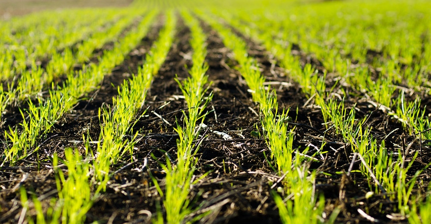 wheat sprouts