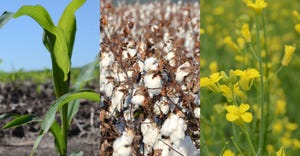 corn, cotton and canola plants
