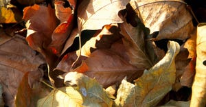 close up detail of dry autumn leaves