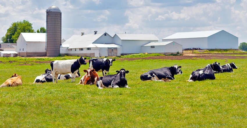 dairy cows grazing in green pasture
