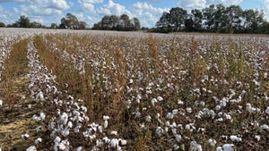 Swath of large pigweeds in cotton field.