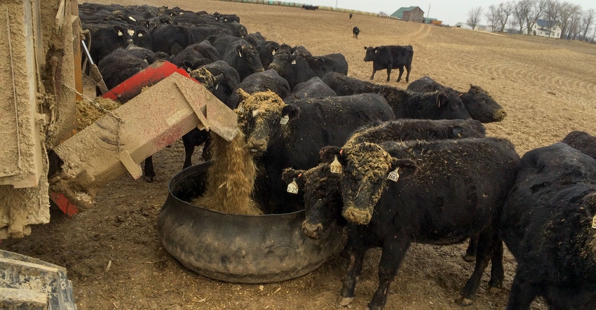 Cattle line up to eat as a tractor delivers silage Cattle line up to eat as a tractor delivers silage