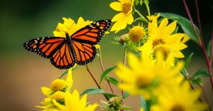 Monarch butterfly on wild sunflowers.