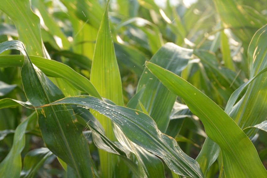 SWFP-HUGULEY-corn-18-leaves-water.jpg
