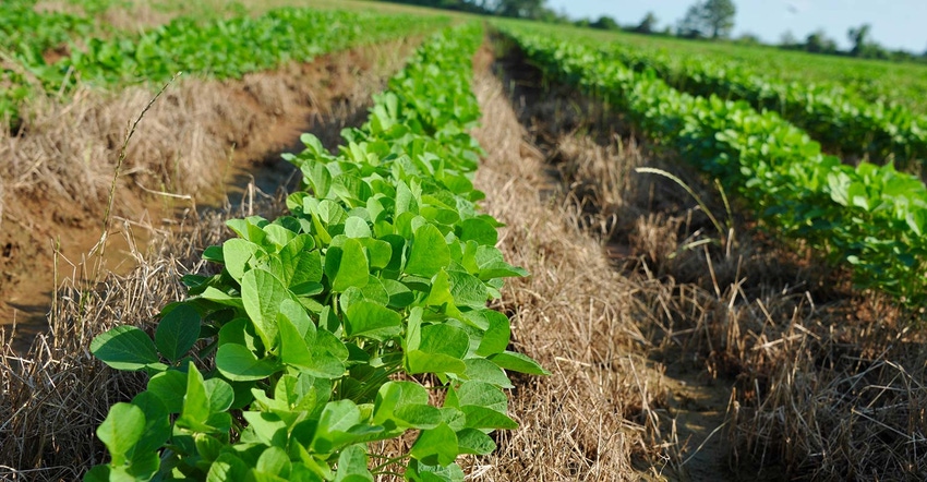 CAAG0INTE054_Intrepid-Edge_Soybeans_JulyNative_1540x800_JPG_200K.jpg