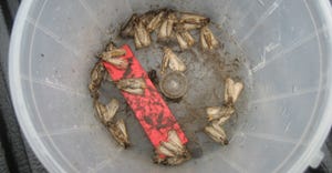 moths trapped in cup
