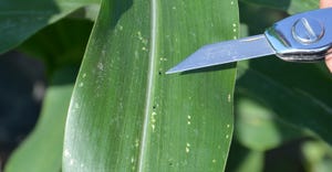knife points to flea beetle and scrapes on corn leaf 