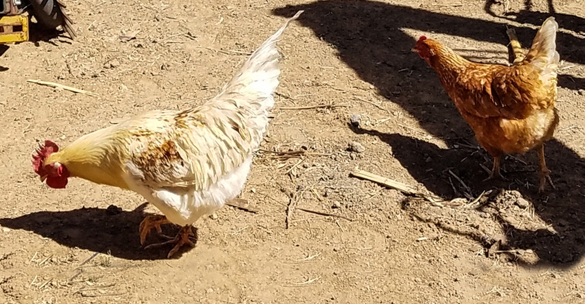 swfp-shelley-huguley-chickens-farm