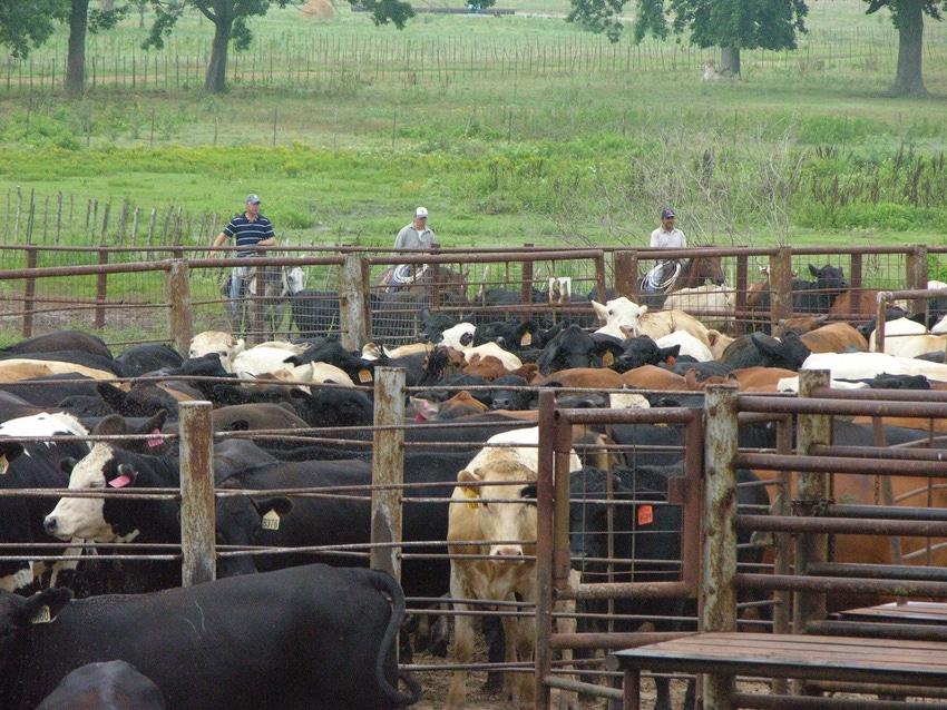 Stocker calves being gathered into corral