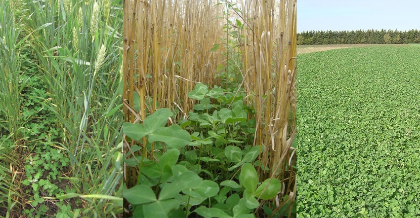  Winter wheat with undersown red clover in May (left). Red clover at wheat harvest in July (center). Overwintered red clover 