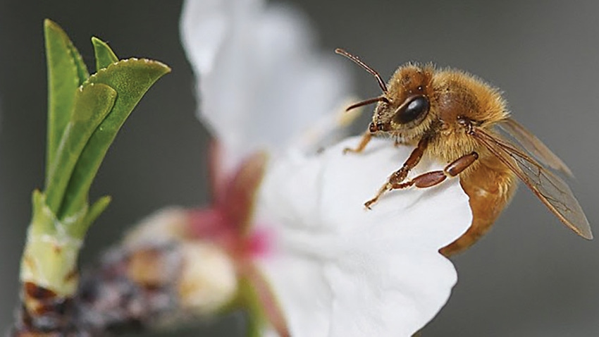 honeybee honeybee