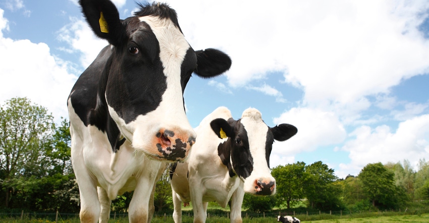 dairy cows in pasture