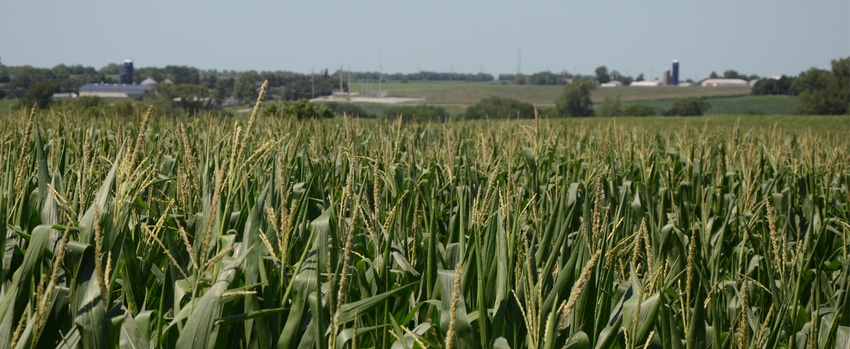 Corn field