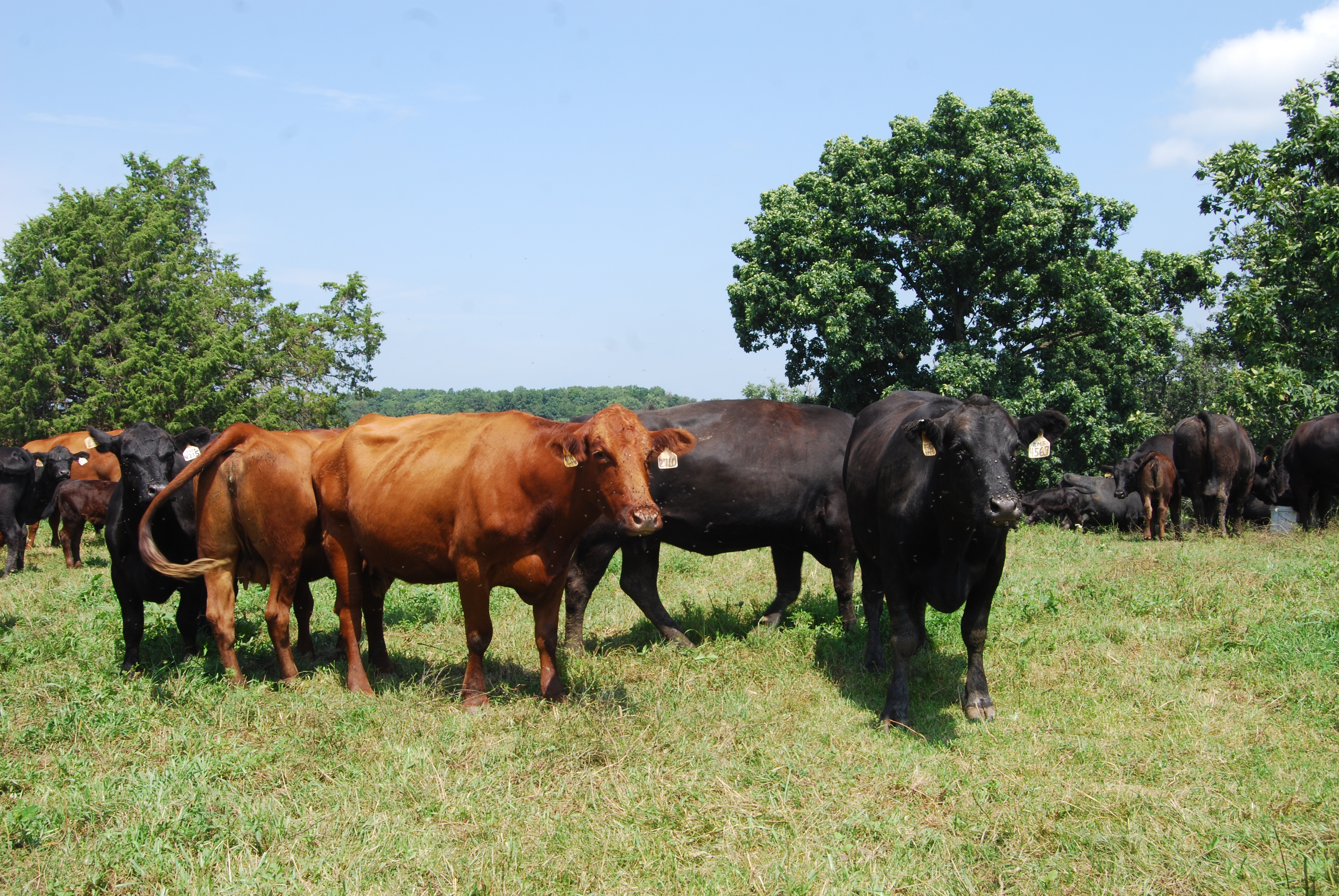 Sharpen your cattle handling skills