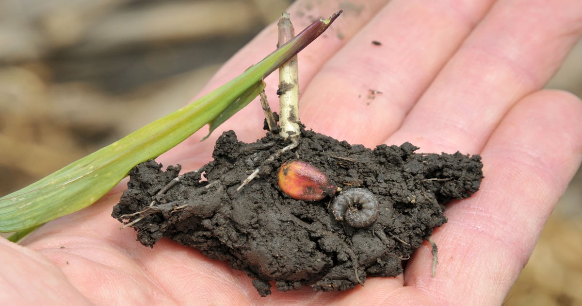 A-to-Z corn and soybean scouting guide