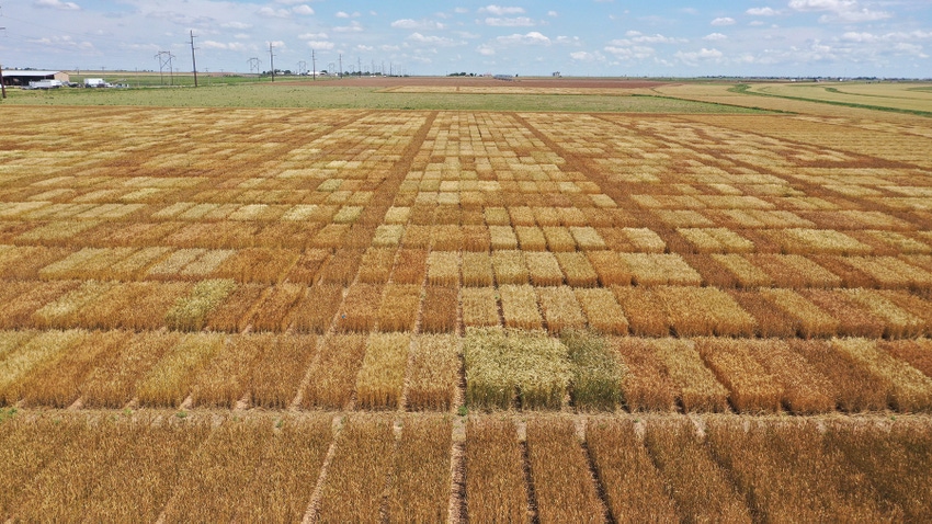 wheat field trial Bushland
