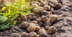 Freshly dug potatoes in field