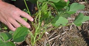 hand touching soybean plant