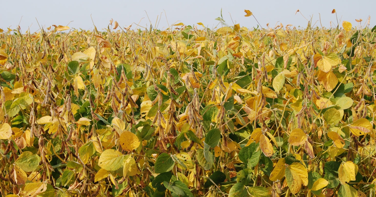 How fast do soybeans dry down in the field?