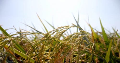 Rice market unease and 2010 crop quality fall-out | Farm Progress