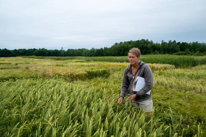Heather Darby, University of Vermont agronomy educator, in a wheat field