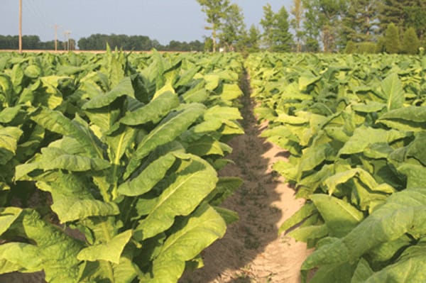 kentucky tobacco farmers Kentucky tobacco: A look back, a look ahead kentucky tobacco farmers Kentucky tobacco: A look back, a look ahead
