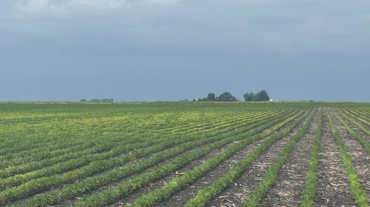 Soybeans pale and yellow? They may need lime