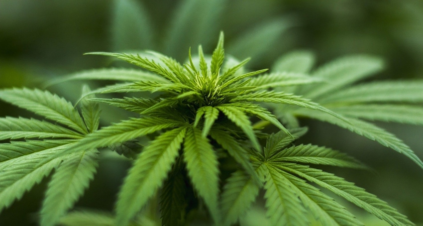 WFP-UC-hemp.jpg WFP-UC-hemp.jpg