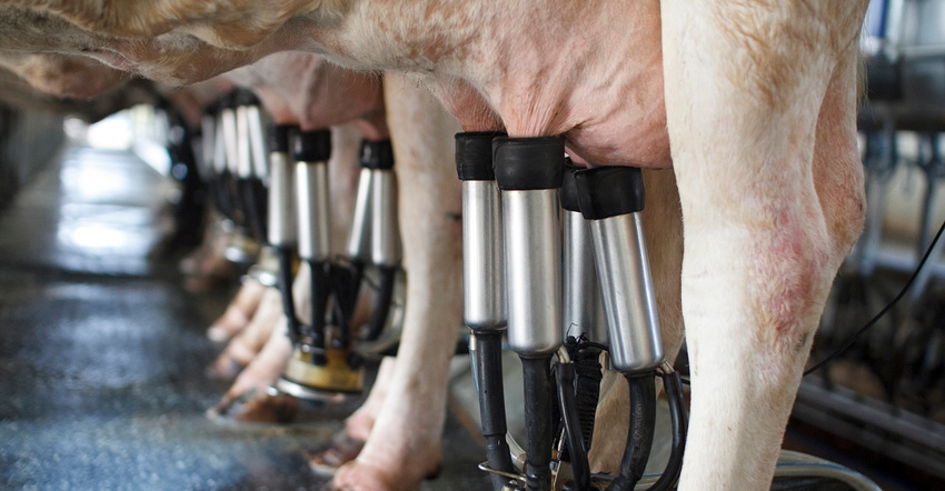 cows getting milked