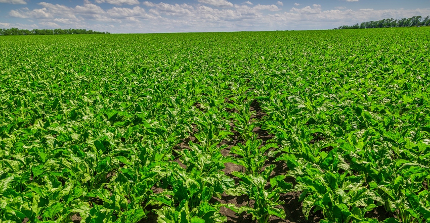 Sugarbeet field