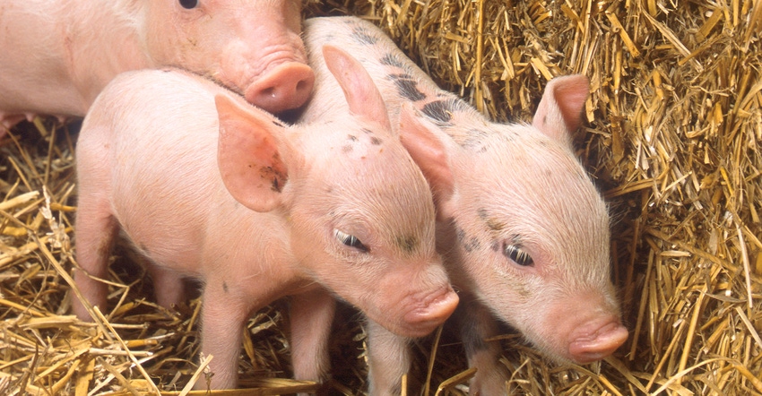 closeup of three piglets