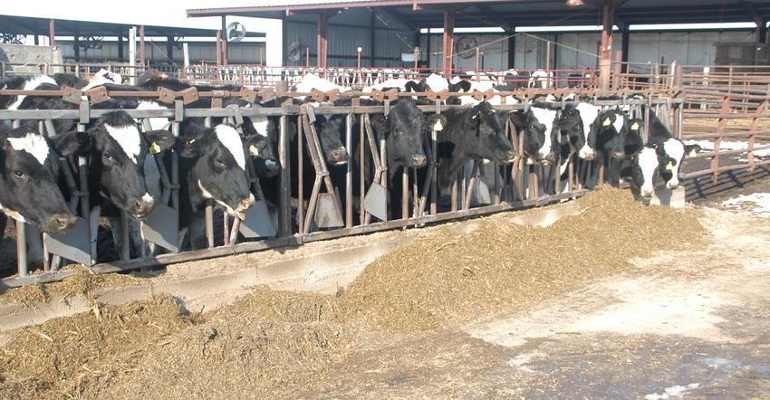 Dairy cattle at feeder