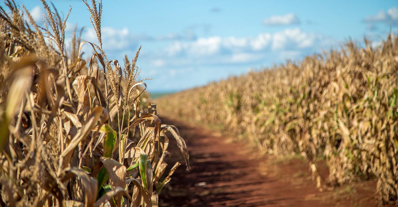 What The Latest Drought Monitor Revealed   RipeningCorn071217 1540x800 1 