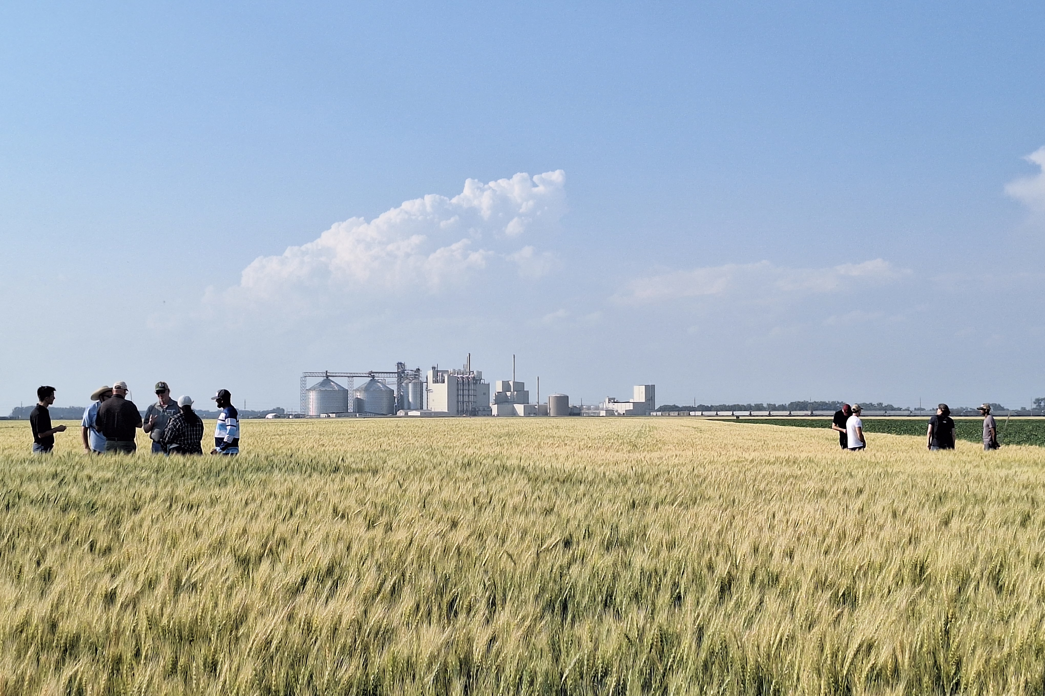 Crop scouts in a North Dakota State University research field practice how to take measurements.