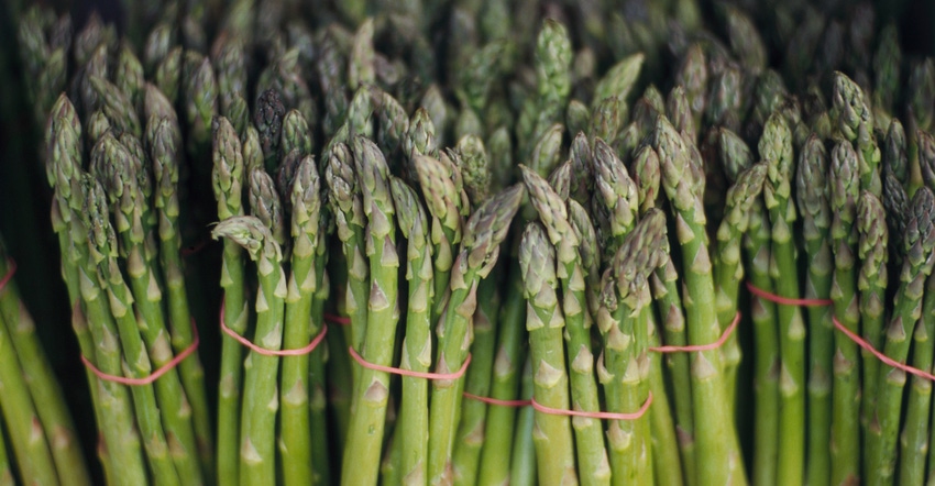 Close up of asparagus