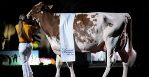a woman leading a dairy cow draped with a grand champion banner