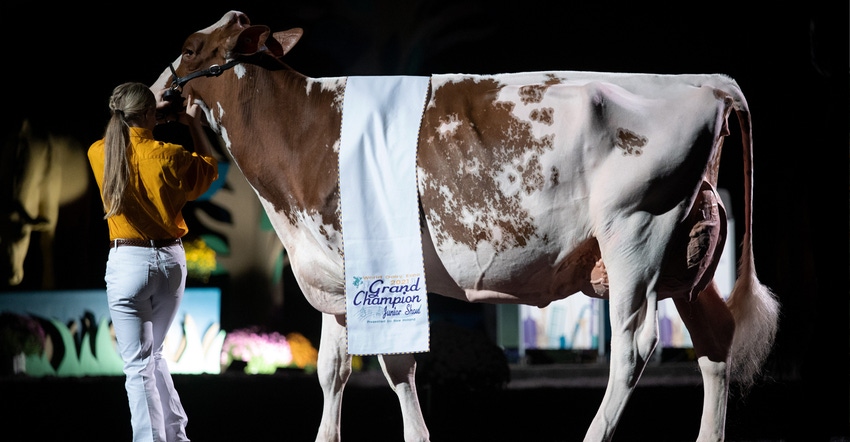 a woman leading a dairy cow draped with a grand champion banner