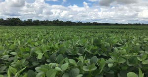 Soybean field in Sapezal, Mato Grosso