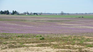 Purple annuals blooming in a crop fields