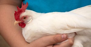 White bantam leghorn chicken with red comb held in arms of boy