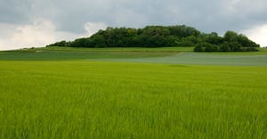 scenic view of a field of rye crop