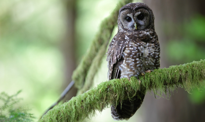 WFP-OSU-spotted-owl.jpg WFP-OSU-spotted-owl.jpg