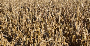 cornfield dried down
