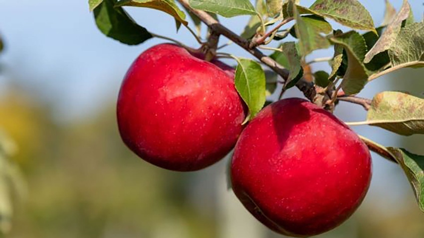 Close-up of two apples hanging from a tree branch