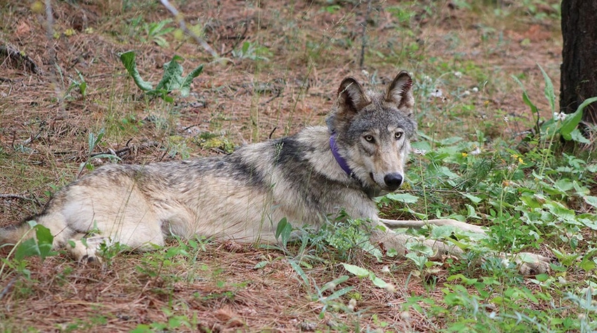 WFP-CDFW-gray-wolf.jpg WFP-CDFW-gray-wolf.jpg